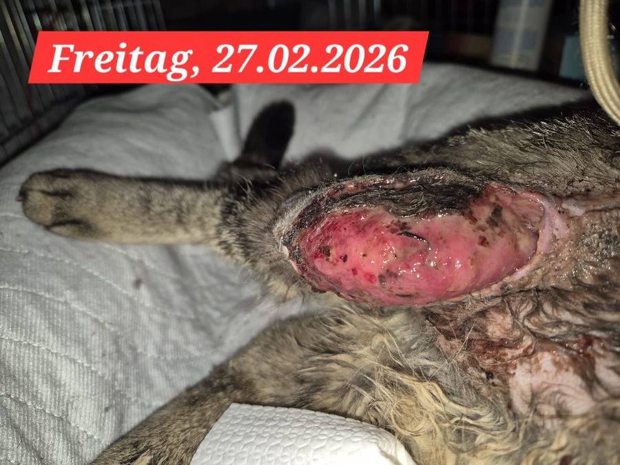 Ausgangssituation Valentino