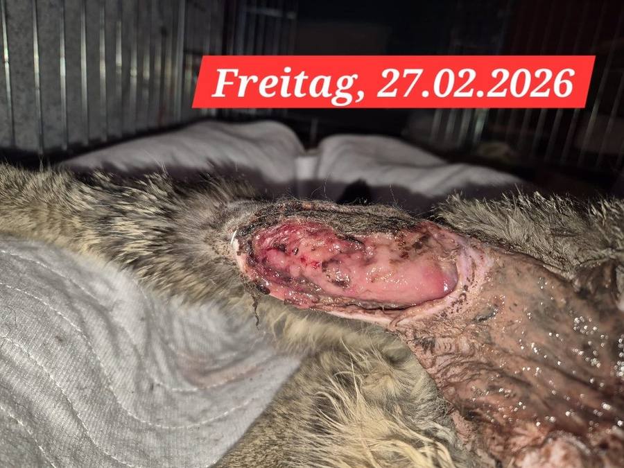 27.02.2026 – Ausgangssituation, Detailansicht