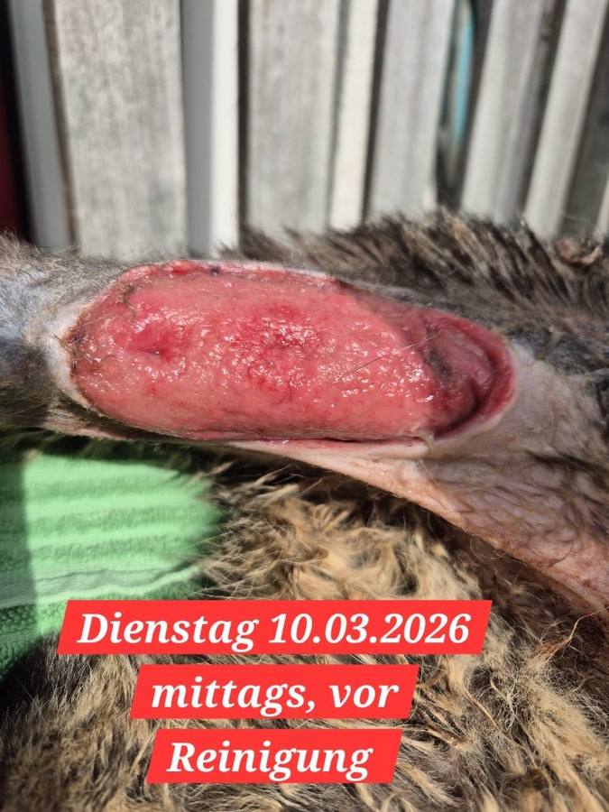 10.03.2026 – weiteres Fortschreiten