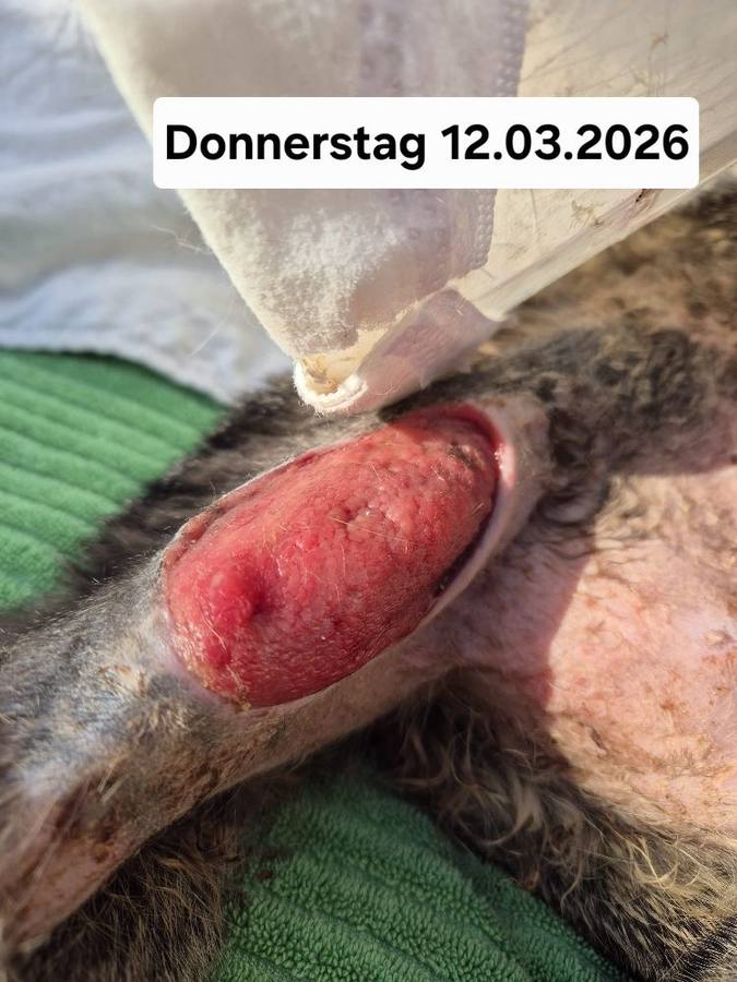12.03.2026 – Detailansicht
