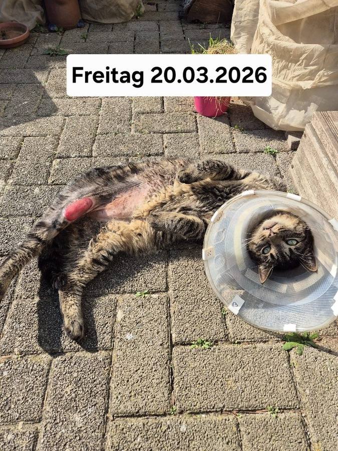 20.03.2026 – Valentino im guten Allgemeinzustand