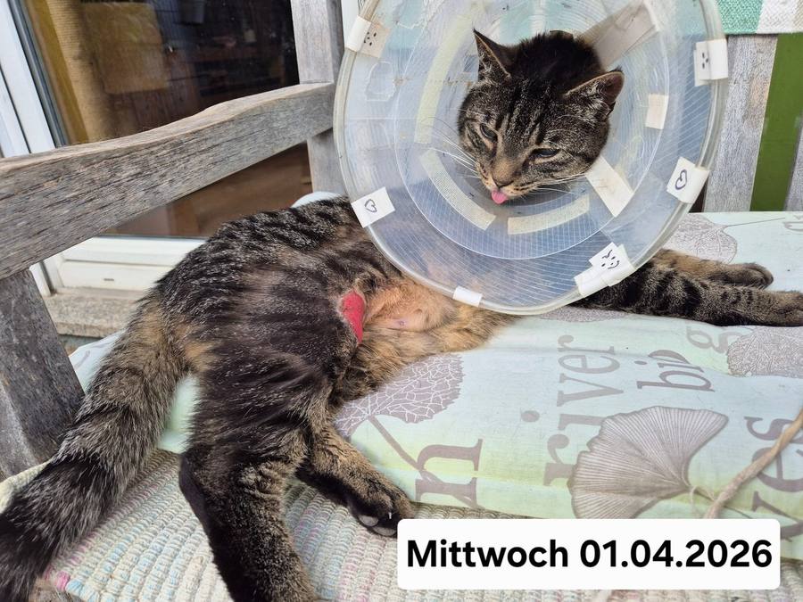 01.04.2026 – Valentino mit Kragen