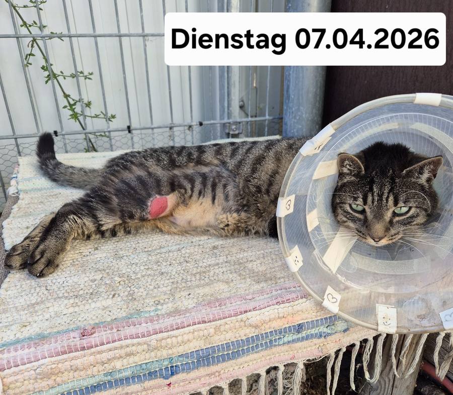 07.04.2026 – Gesamteindruck mit Valentino