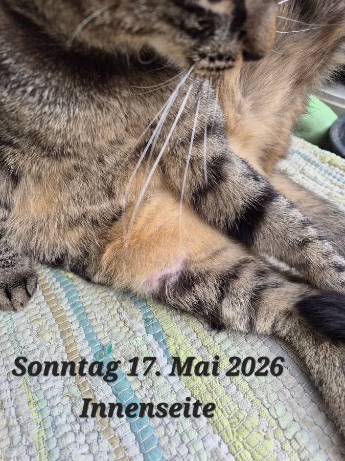 17.05.2026 – Abschlussdokumentation, Innenseite